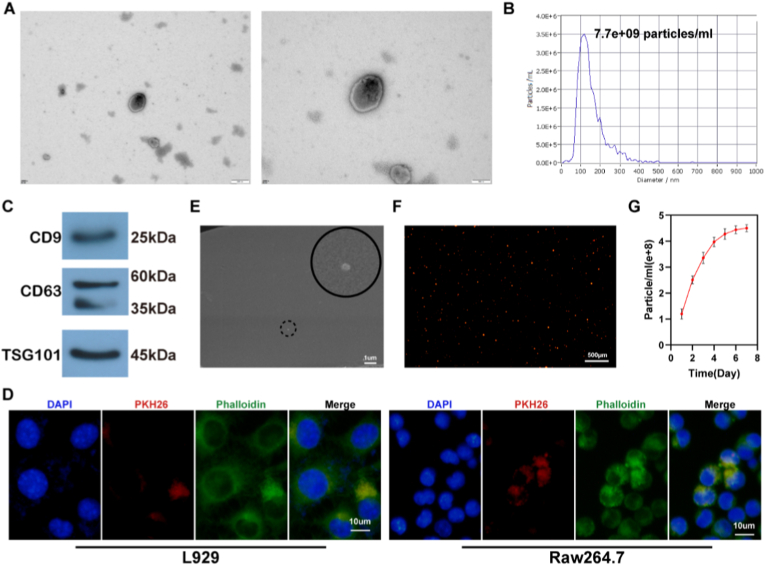 外泌体表征 外泌体表征