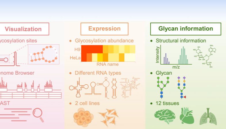 NAR | glycoRNA多组学数据库“GlycoRNAdb”