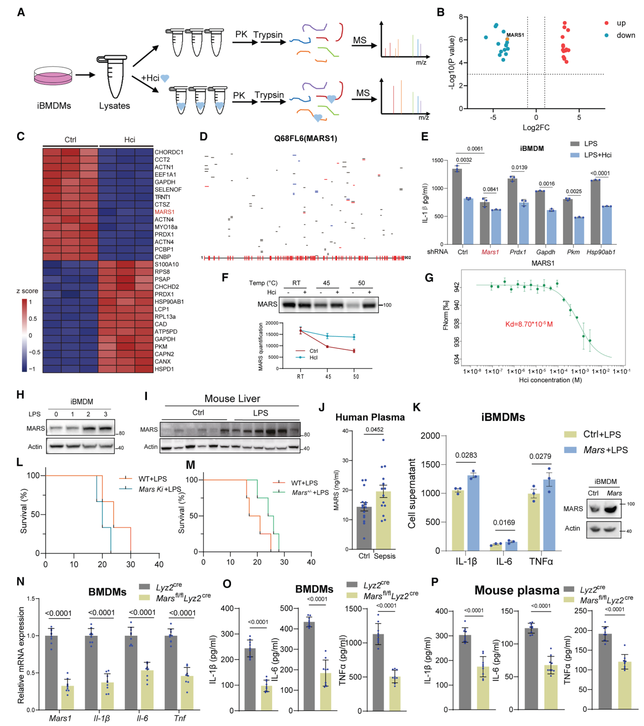 Cell Metab项目文章 | Lip-MS+转录组拿下代谢顶刊！同济大学团队发现新型抗炎代谢物——同康酸！