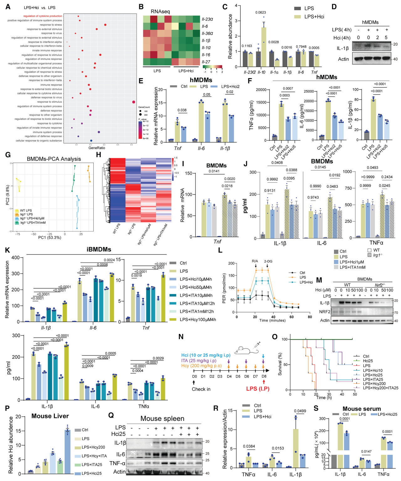 Cell Metab项目文章 | Lip-MS+转录组拿下代谢顶刊！同济大学团队发现新型抗炎代谢物——同康酸！