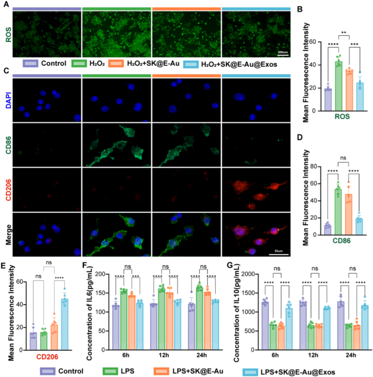 外泌体实验 外泌体实验