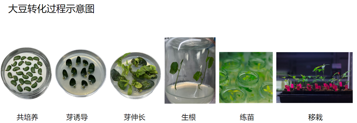 大豆遗传转化服务