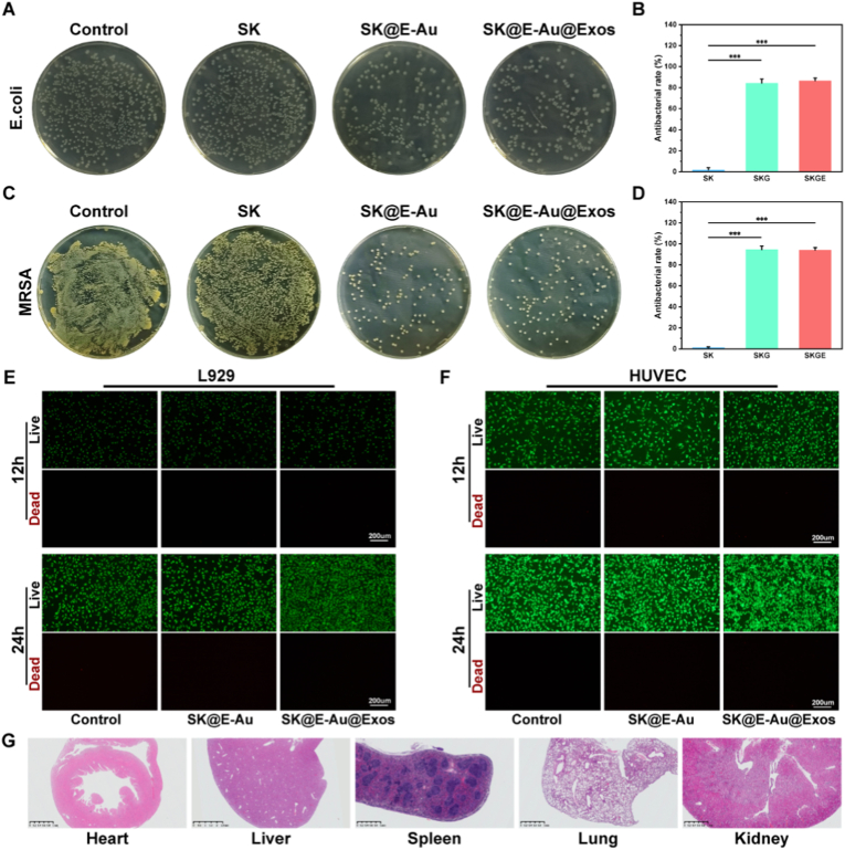 外泌体实验 外泌体实验
