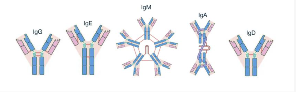 技术分享 | 一文读懂抗体：结构、分类与ADCC/ ADCP/ CDC机制