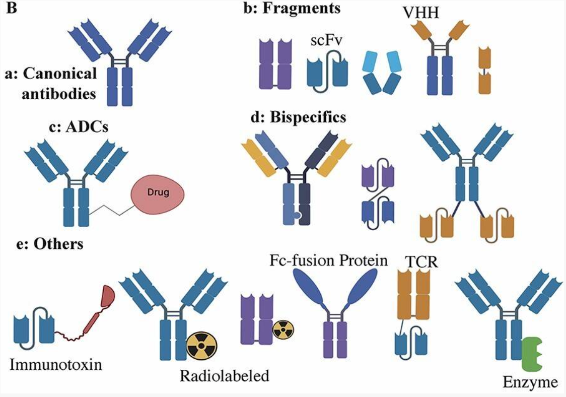技术分享 | 一文读懂抗体：结构、分类与ADCC/ ADCP/ CDC机制