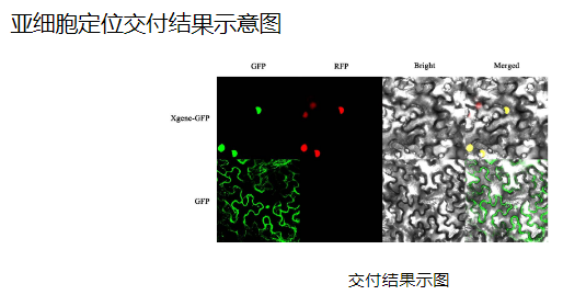 植物遗传转化一站式服务上线