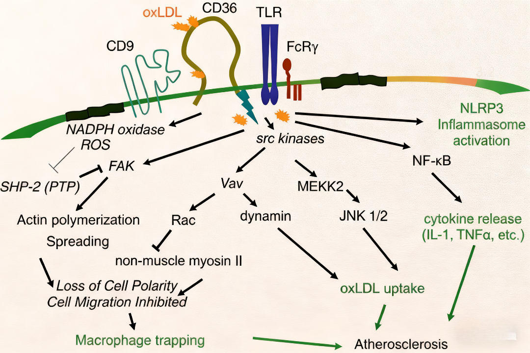 CD36在动脉粥样硬化发生发展中的多重作用?