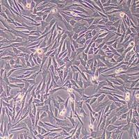 小鼠附睾脂肪干细胞（永生化）（物种鉴定）