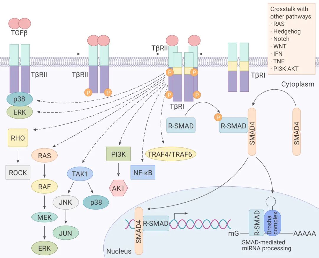 Notch 信号通路核心解析