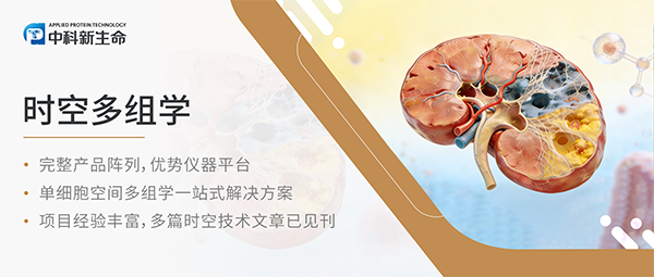 项目文章｜Adv Sci 封面力作！南方医科大学团队阐明肌腱蛋白C介导肾损伤后促炎-促纤维化的核心机制！