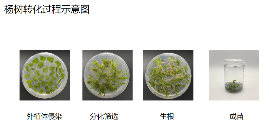 杨树遗传转化服务