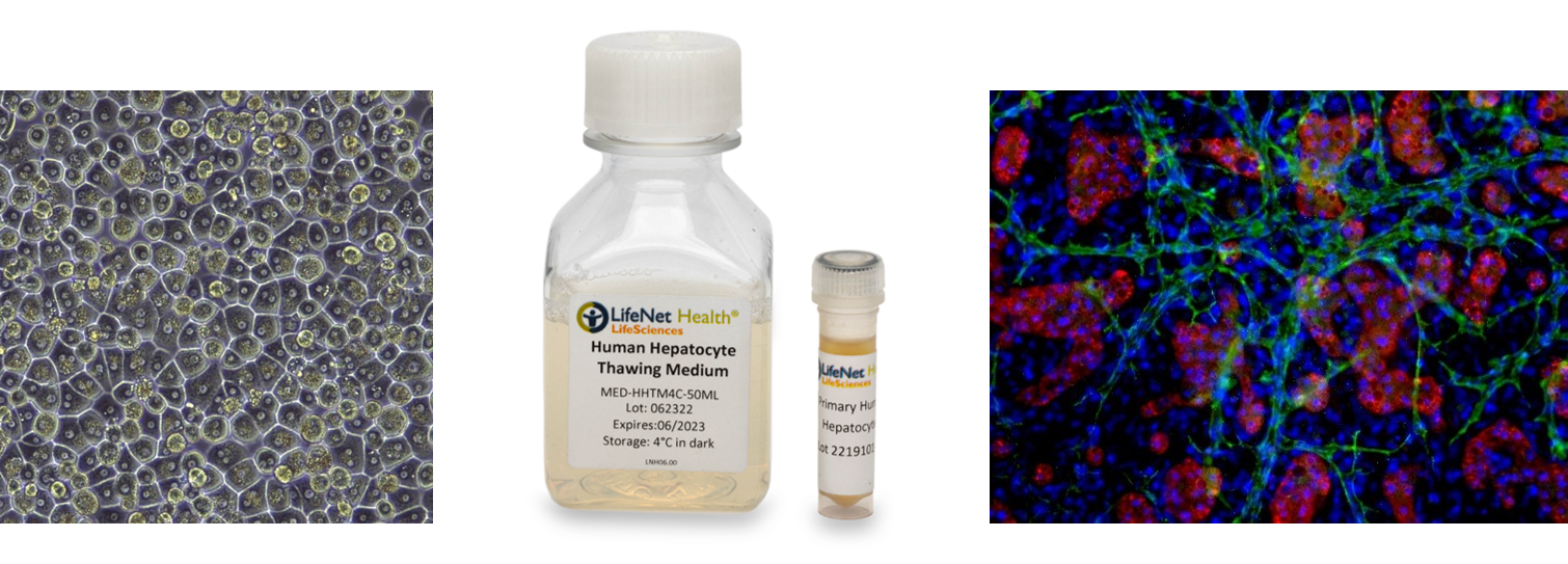 LifeNet Health原代肝细胞相关产品 LifeNet Health原代肝细胞相关产品
