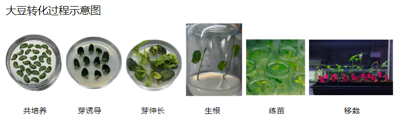 植物遗传转化一站式服务上线