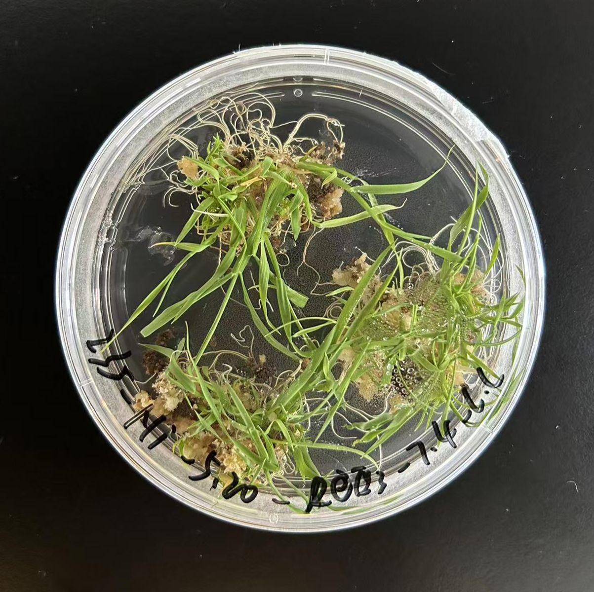 水稻遗传转化服务