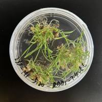 水稻遗传转化服务