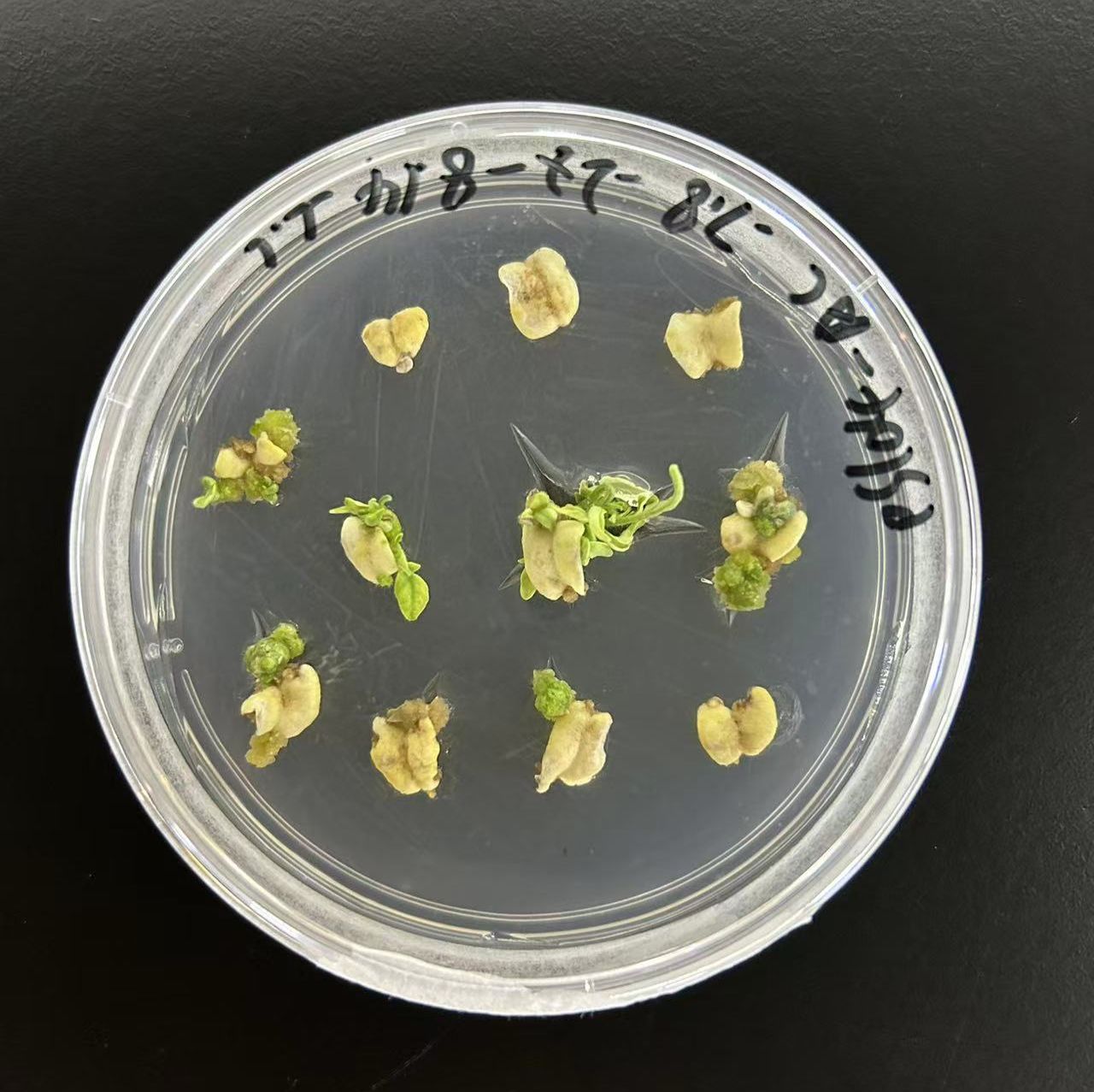 番茄遗传转化服务