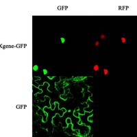 亚细胞定位服务