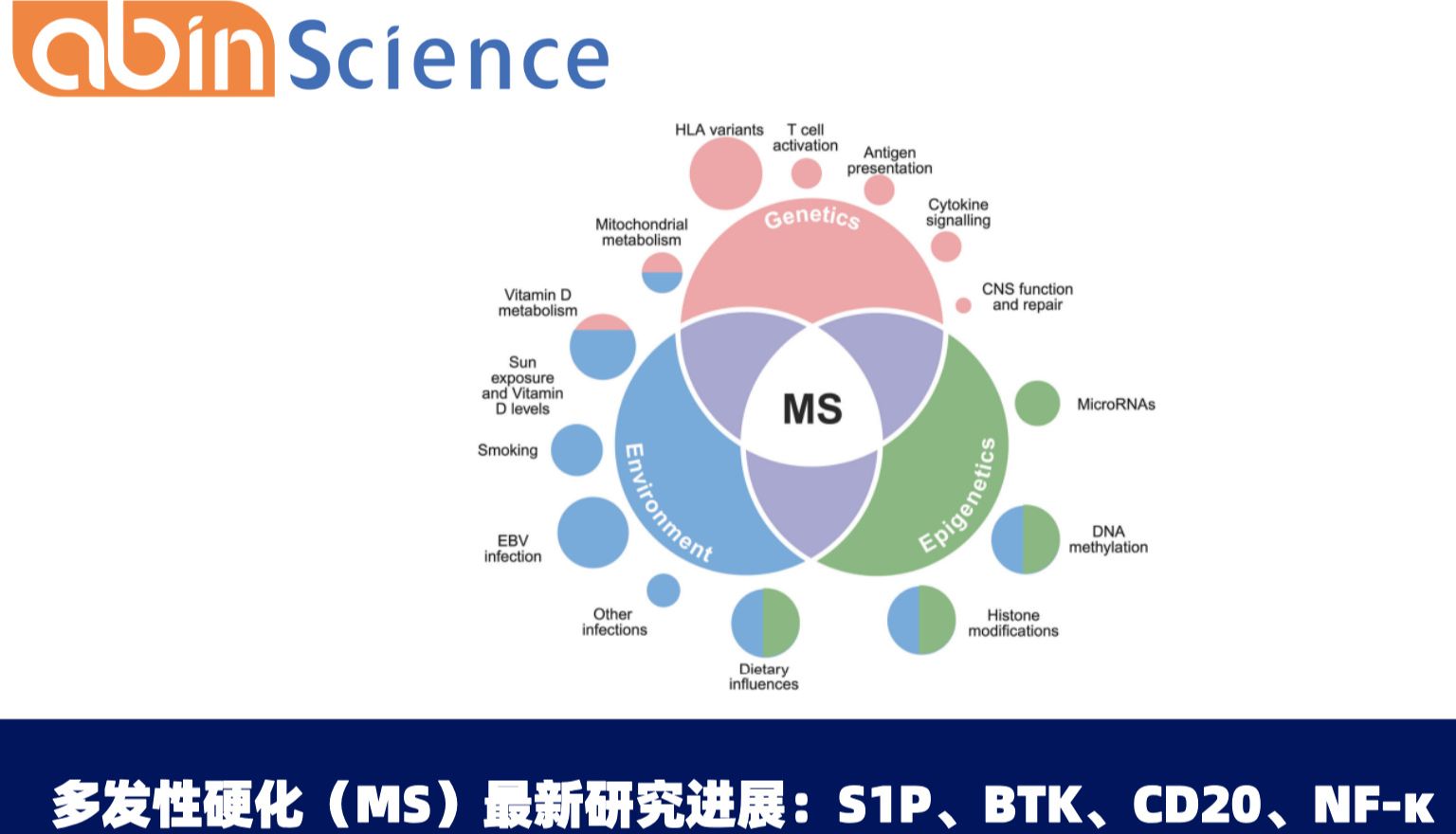 2025多发性硬化（MS）新研究进展：S1P、BTK、CD20、NF-κB、EBV五大核心靶点与完整研究工具包