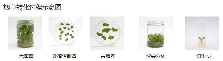 植物遗传转化一站式服务上线