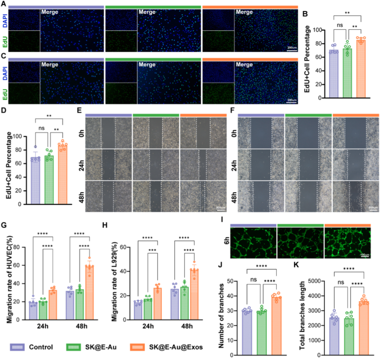 细胞迁移 细胞迁移