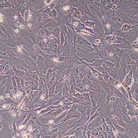 小鼠角膜上皮细胞永生化(物种鉴定)丨逸漠(immocell)