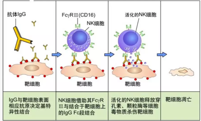 技术分享 | 一文读懂抗体：结构、分类与ADCC/ ADCP/ CDC机制