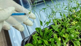 植物遗传转化一站式服务上线