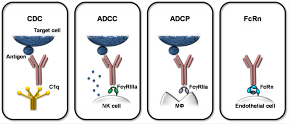 技术分享 | 一文读懂抗体：结构、分类与ADCC/ ADCP/ CDC机制