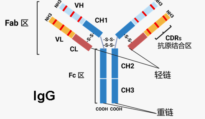 技术分享 | 一文读懂抗体：结构、分类与ADCC/ ADCP/ CDC机制