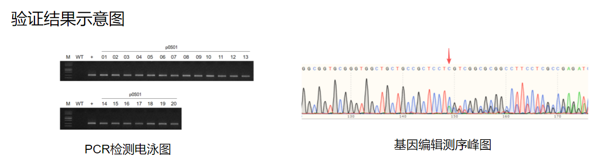 拟南芥遗传转化服务