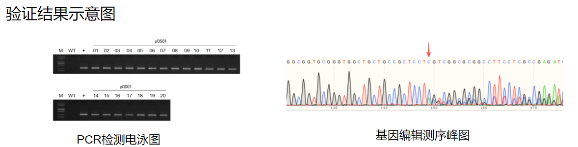 杨树遗传转化服务