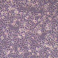 RM小鼠小胶质细胞 (物种鉴定)丨逸漠(immocell)