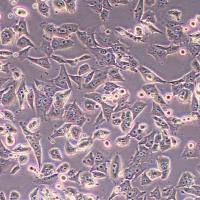 MOC1小鼠口腔鳞状细胞癌细胞 (物种鉴定)丨逸漠(immocell)