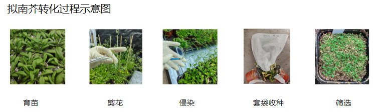 植物遗传转化一站式服务上线