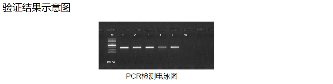 番茄遗传转化服务