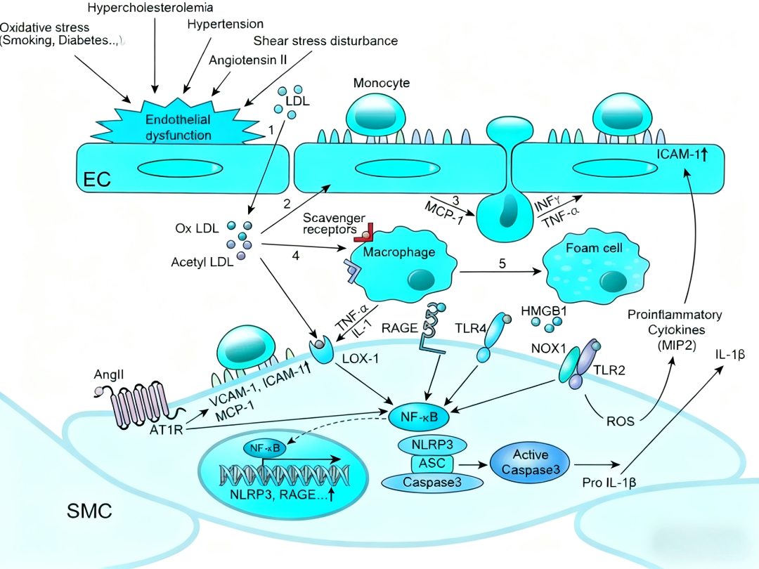 CD36在动脉粥样硬化发生发展中的多重作用?
