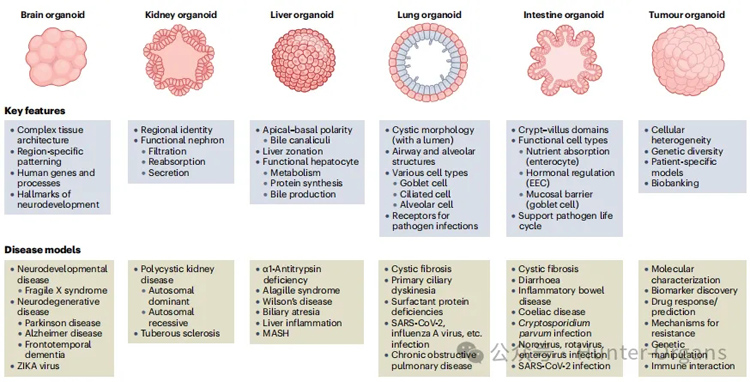 IF=101.8丨类器官在疾病建模、药物筛选与评估中的应用进展