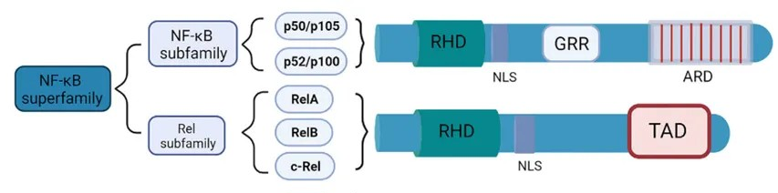 NF-κB 信号通路：核心机制、功能与科研应用全解析