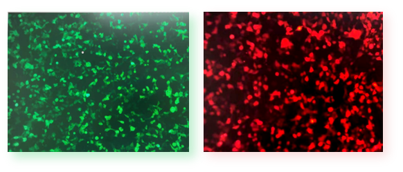 病毒包装试剂盒，祝您轻松包病毒！