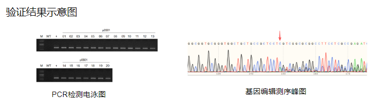 植物遗传转化一站式服务上线