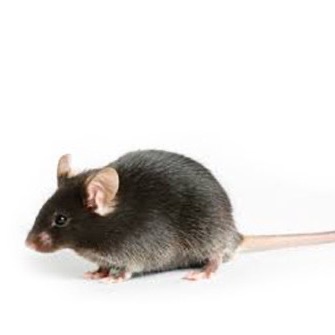 现货各月龄APP/PS1双转基因小鼠购买价格优惠