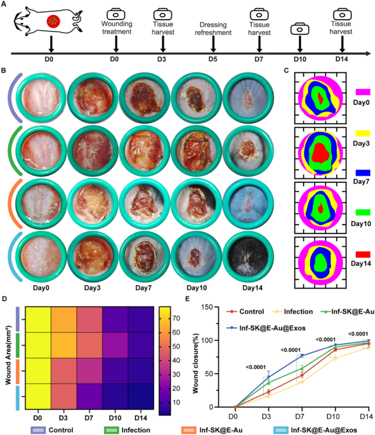 western blot检测 western blot检测