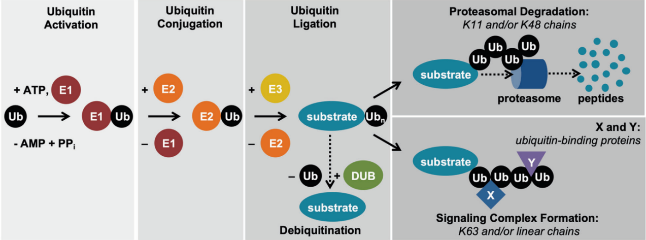 翻译后修饰研究抗体科普