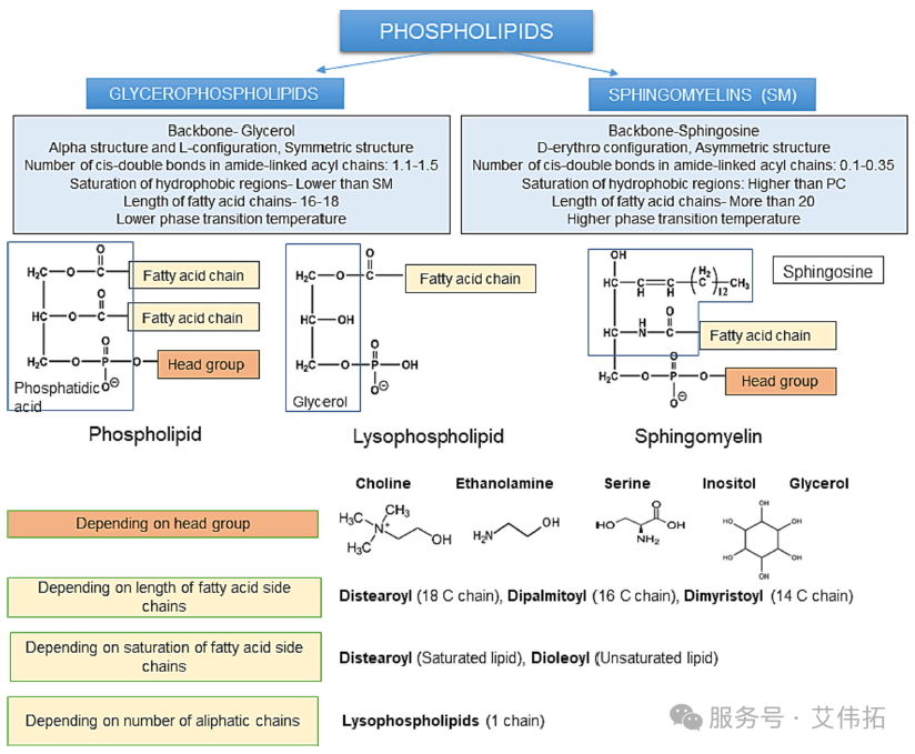 磷脂的理化特性及其自组装行为的驱动机制