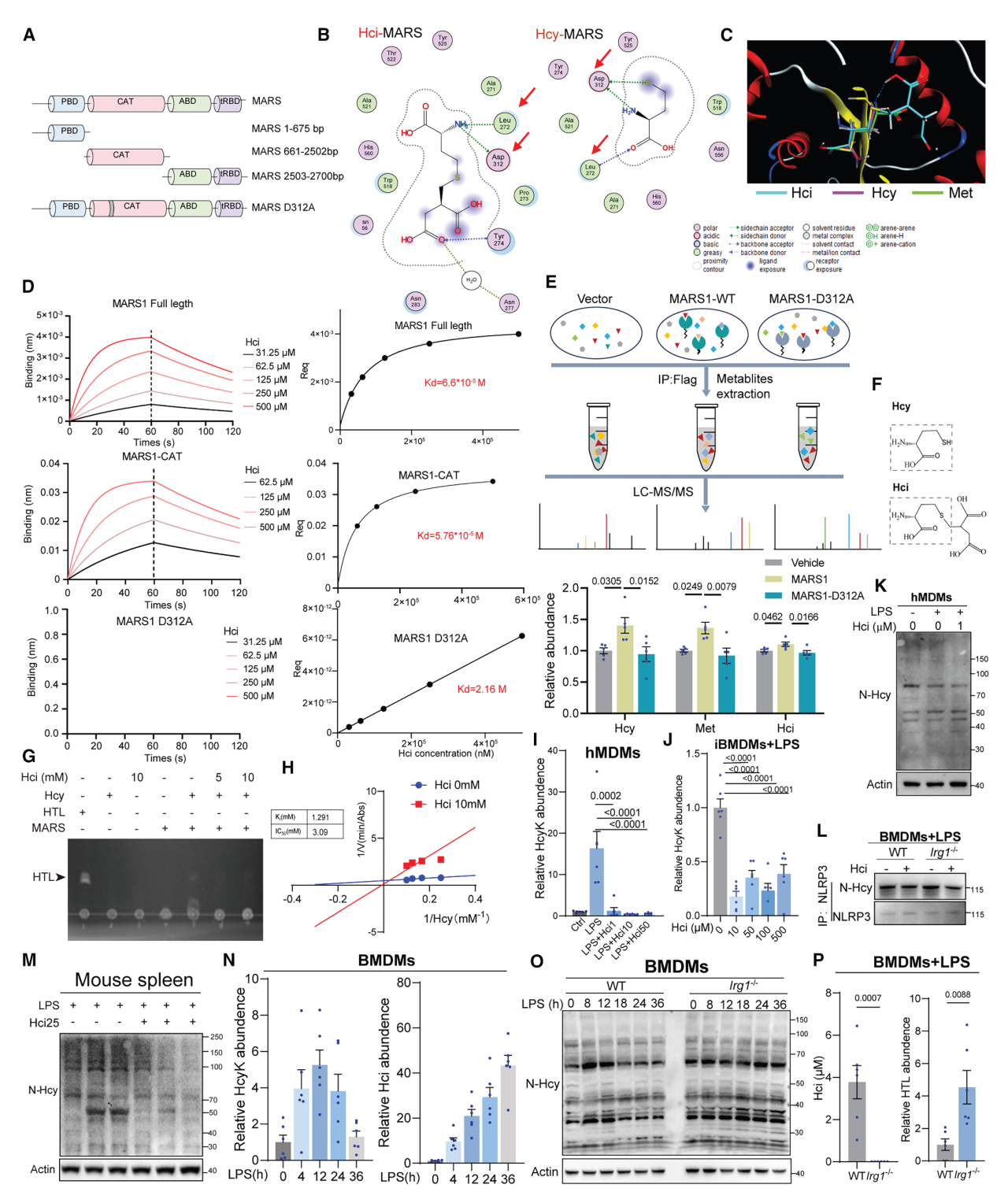 Cell Metab项目文章 | Lip-MS+转录组拿下代谢顶刊！同济大学团队发现新型抗炎代谢物——同康酸！