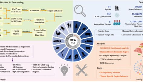 NAR丨SEA version 4.0：超级增强子数据库重大升级，跨物种解析基因调控