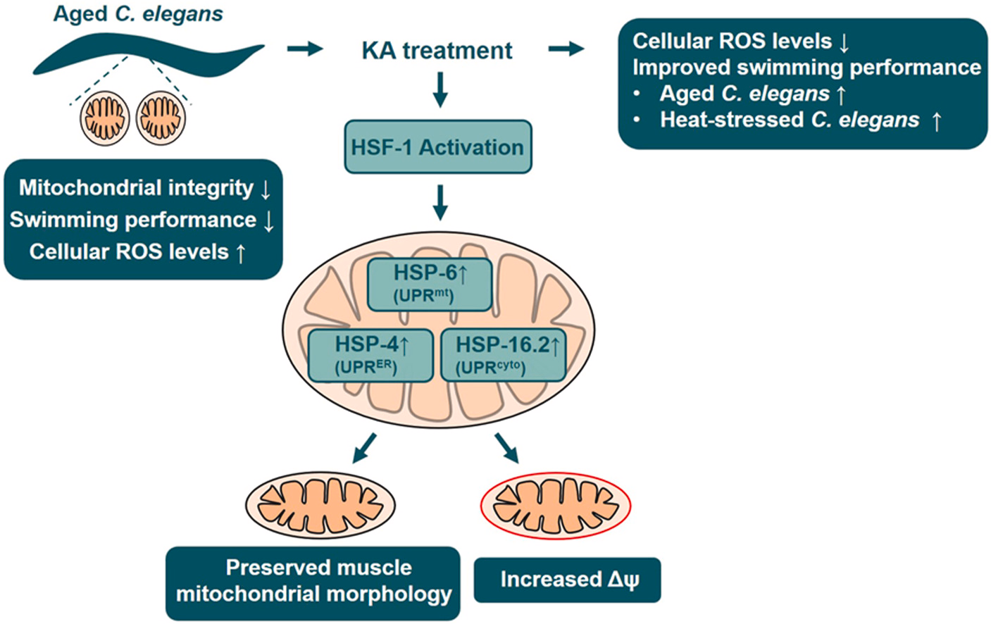 WMicrotracker小动物活动力分析系统文章分享，韩国科技学院等科研团队发表在Journal of Ethnopharmacology上名为Kukoamine A from the root bark of Lycium chinense Miller enhances mobility in an aged Caenorhabditis elegans model by regulatin
