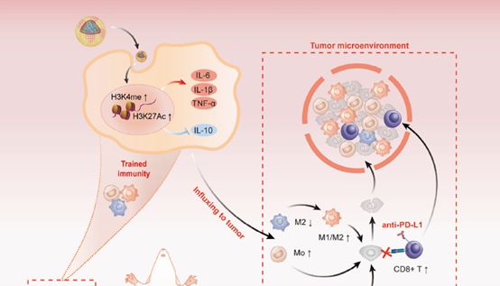 【IF 14.1】突破胰腺癌治疗瓶颈！靶向脾脏髓系细胞的纳米生物制剂如何开启免疫治疗新方向？