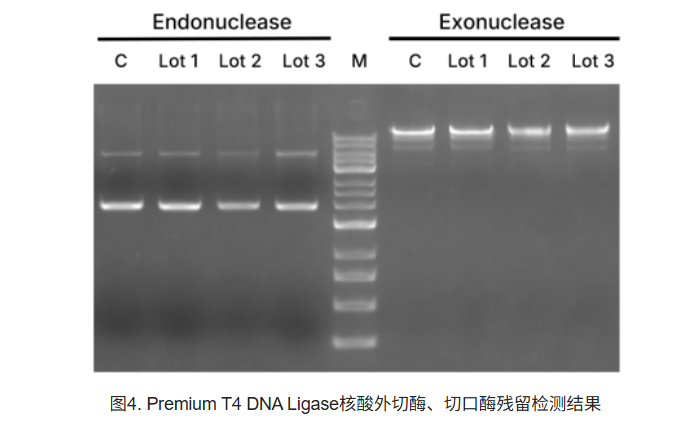 Premium T4 DNA Ligase (400 U/μ