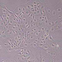 牛乳腺上皮细胞永生化(物种鉴定)丨逸漠(immocell)